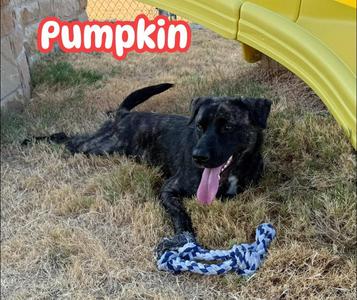 Pumpkin, Labrador Retriever / Mixed Breed, young, available for adoption