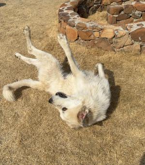 A white dog lying on its back on a dry grassy surface, with its legs in the air and its head turned to the side, appearing to be relaxed or playing. The background features a stone structure, possibly a fire pit.