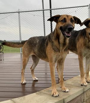 Diana, German Shepherd Dog / Mixed Breed, young, available for adoption