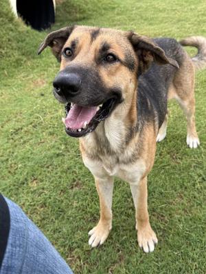 A happy dog with a black and tan coat standing on grass, its mouth open in a smile, showing its teeth. The dog has pointed ears and a friendly expression, with its tail slightly raised. The background is a green lawn, and part of a person's leg is visible in the lower left corner.