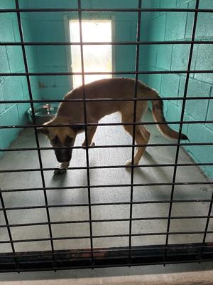 Cookie, German Shepherd Dog / Leonberger, puppy, available for adoption
