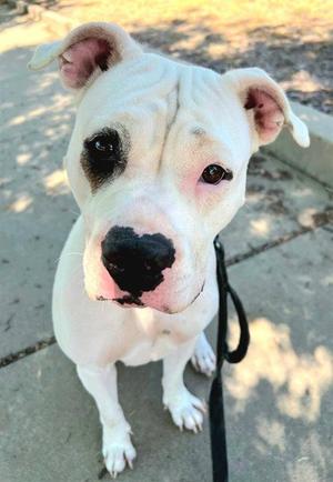 *BUNNY, Pit Bull Terrier, young, available for adoption