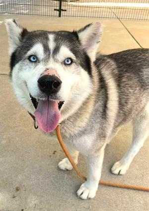 A happy Siberian Husky with striking blue eyes and a black and white coat, standing on a leash with its tongue out.