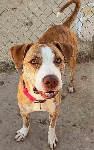 *HEATH, Pit Bull Terrier, adult, available for adoption