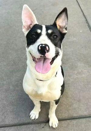 A black and white dog with its tongue out, sitting on a concrete surface.