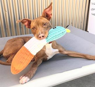 *JIMBO, Pit Bull Terrier, young, available for adoption