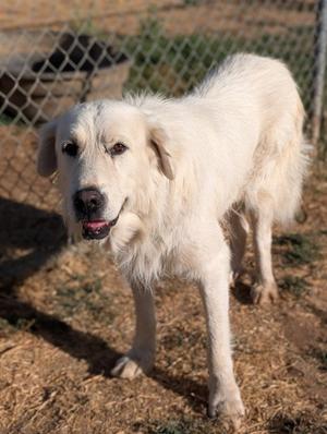*EVEREST, Great Pyrenees, senior, available for adoption