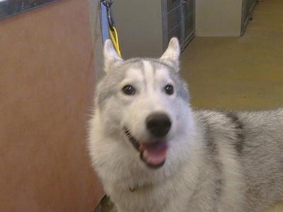 *DISCO, Siberian Husky, young, available for adoption