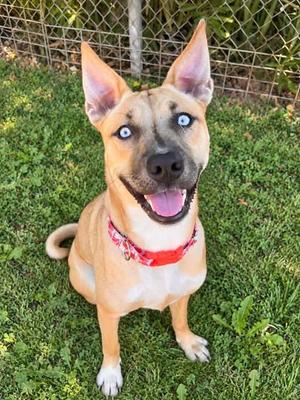 *DIXIE, Pit Bull Terrier / Siberian Husky, young, available for adoption