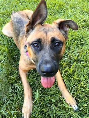 *HERA, German Shepherd Dog, young, available for adoption