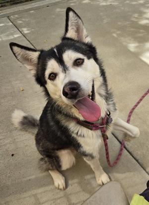 A black and white husky dog with its tongue out, wearing a pink collar and leash, sitting on a concrete surface.