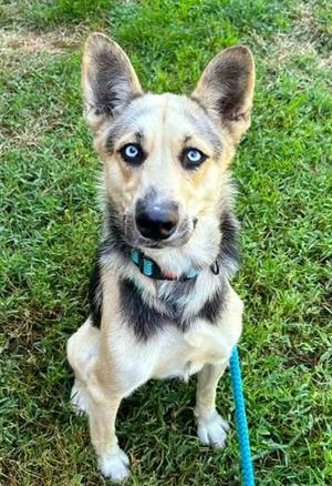 *ELOISE, Siberian Husky, adult, available for adoption