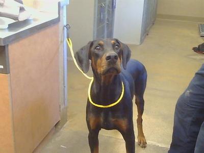 *HERCULES, Doberman Pinscher, young, available for adoption