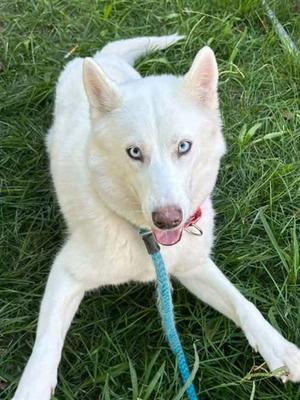 *PAVLOVA, Siberian Husky, adult, available for adoption