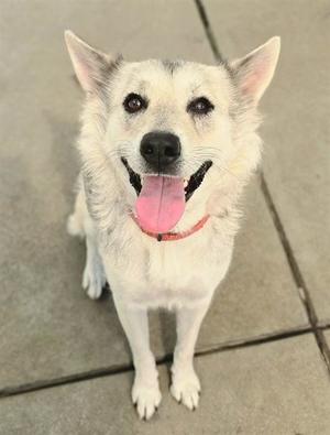*ARIEL, Siberian Husky / German Shepherd Dog, adult, available for adoption