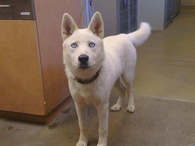 A white dog with blue eyes standing in a room