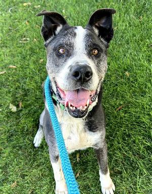 *HARRY, Great Dane, senior, available for adoption