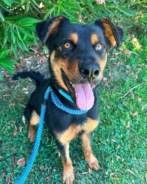 *DEAN MARTIN, German Shepherd Dog, adult, available for adoption
