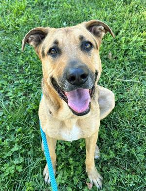 *ACORN, German Shepherd Dog, adult, available for adoption