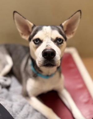 *ABIGAIL, Siberian Husky / Pit Bull Terrier, adult, available for adoption
