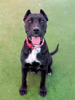 *LOVEGOOD, Cane Corso Mastiff / Pit Bull Terrier, adult, available for adoption