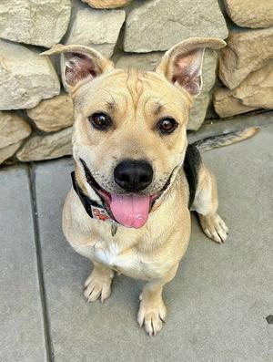 *GILBERT, German Shepherd Dog / Pit Bull Terrier, young, available for adoption