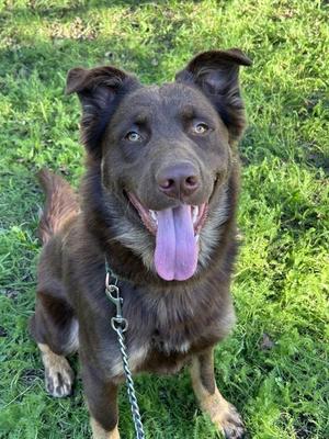 *DUNCAN, Australian Shepherd / German Shepherd Dog, adult, available for adoption
