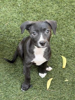 *JESSIE, Pit Bull Terrier, puppy, available for adoption