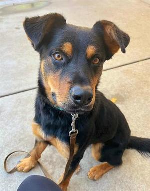 *DEAN MARTIN, German Shepherd Dog, adult, available for adoption