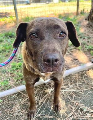 *HOLLANDAISE, Dachshund / Pit Bull Terrier, adult, available for adoption