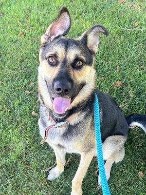 *ELIO, German Shepherd Dog / Siberian Husky, adult, available for adoption