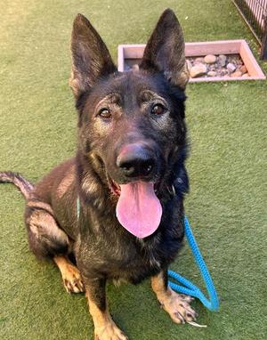 *ALDO, German Shepherd Dog, senior, available for adoption