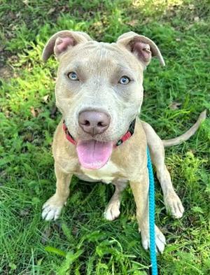 *CASPIAN, Pit Bull Terrier, young, available for adoption