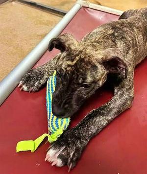 *ANASTASIA, Dutch Shepherd / Pit Bull Terrier, puppy, available for adoption