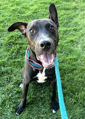 *BACH, Pit Bull Terrier, adult, available for adoption
