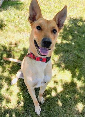 *GUMBALL, Carolina Dog, young, available for adoption