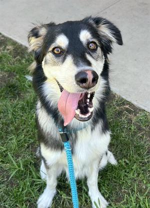 *BAGEL, Saluki / Siberian Husky, young, available for adoption