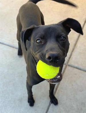 *KAIDO, American Staffordshire Terrier / German Shepherd Dog, young, available for adoption