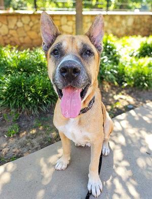 *FREDDIE, German Shepherd Dog, adult, available for adoption