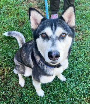 *NEVE CAMPBELL, Siberian Husky, adult, available for adoption
