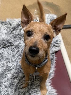 *BENNY, Cairn Terrier, senior, available for adoption