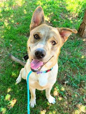 *BLADE, Siberian Husky, young, available for adoption