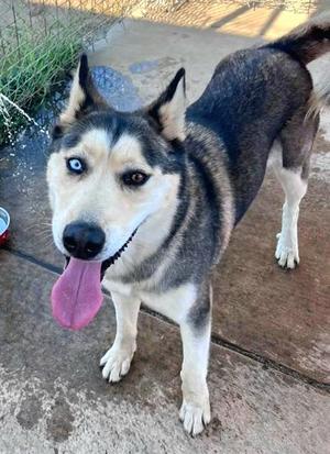 *AIMEE, Siberian Husky, adult, available for adoption