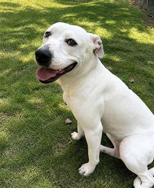 *CASSIDY, Pit Bull Terrier, adult, available for adoption