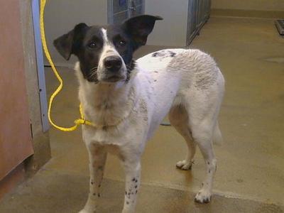 a black and white dog standing on a concrete floor, wearing a yellow leash