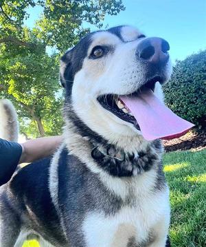 *JOAQUIN, Siberian Husky, adult, available for adoption