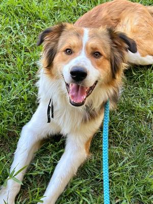 *KENOBI, Border Collie, adult, available for adoption