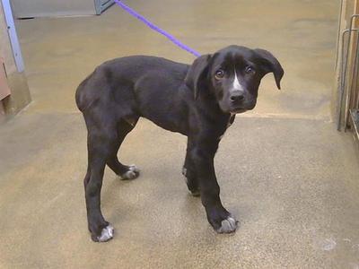 *DOMINO, Australian Cattle Dog/Blue Heeler / Boxer, puppy, available for adoption