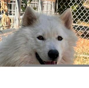 *FROSTED FLAKES, Siberian Husky, adult, available for adoption