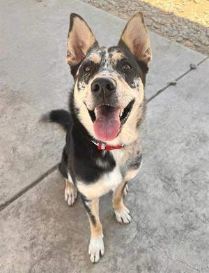 *KATIA, Siberian Husky / Australian Cattle Dog/Blue Heeler, adult, available for adoption